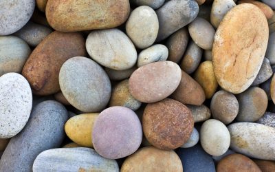 The Function of the Liver