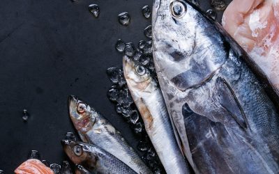 Fish (General)