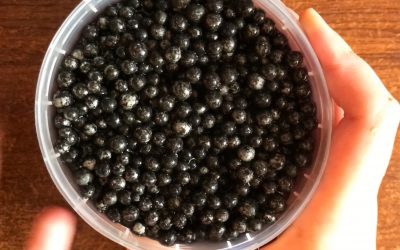 Fish Eggs