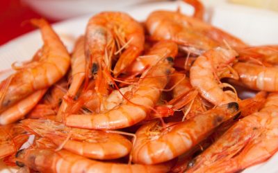 Shrimp