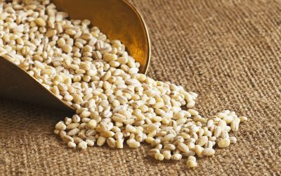Barley