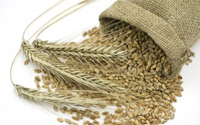 Rye