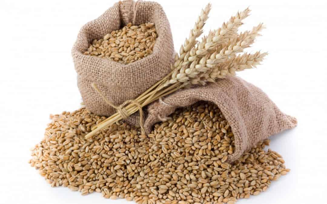 Wheat
