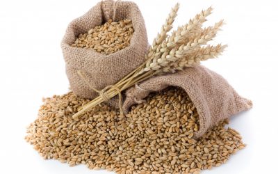 Wheat