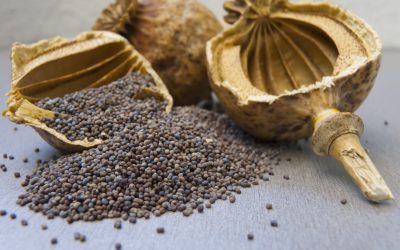 Poppy Seed
