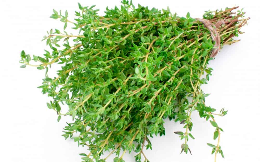 Thyme