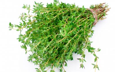 Thyme
