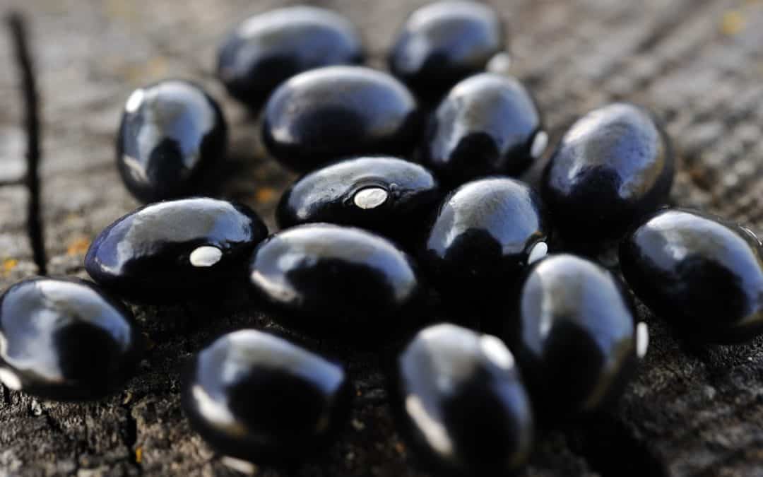 Black bean