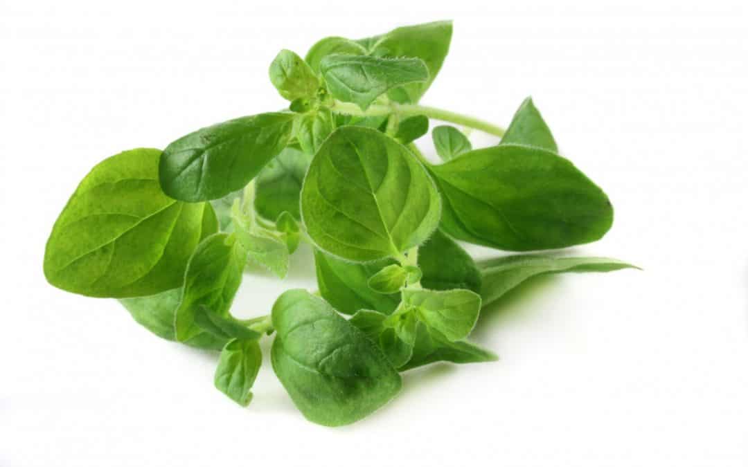Oregano