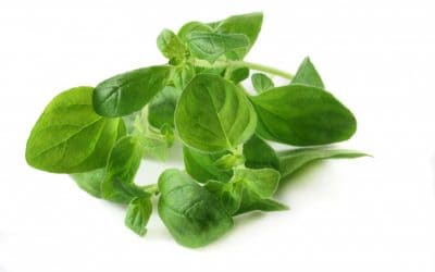 Oregano